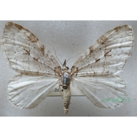 Epirrita autumnata (Borkhausen, 1794) pair Paśnik jesieniak Czech88g